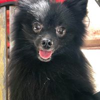 Steve Ou's profile image