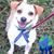Kirron Mahajan's profile image