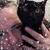 Sharyl Mayhew's profile image