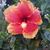 Del-Delmira Brueggemann's profile image