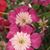 Marilyn Byrd Stelmasczyk's profile image