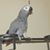 Carolyn Finney Cowens's profile image