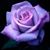 Meaghen Taylor's profile image