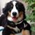 Sandra Gladwish's profile image