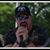 Craig Aaron's profile image