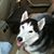 N Lee Hoover's profile image