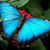Cindy Stoffer's profile image