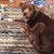 Sandy Harlan's profile image