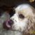 Bella Boo Vangel's profile image