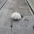 Lindy Bone's profile image