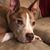 Amy Crumley Hamilton's profile image