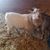 Melinda Richey's profile image