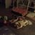 Sarah Cross's profile image