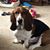 Bonnie Moore-Schippert's profile image