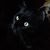 Anne Bierworth's profile image