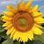 Dawn VanGeenen's profile image