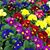 Nancy Dysart Lamperti's profile image