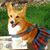 Czesia Goetz's profile image
