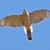 Elisa Hawkes's profile image