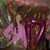 Brandi MeKjell Williams's profile image