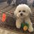 Ilene Cassuto Gottlieb's profile image