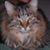 Candie Oakes's profile image