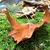 Amy Carr-Powell's profile image