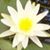 Rose Hike's profile image