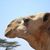 Van Karanja's profile image