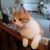 Tony Pellinghelli's profile image