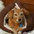 Phyllis Gosch Brus's profile image
