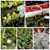 Andy Keil Greenhouse-Farm's profile image