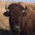 Deb Cregeen's profile image