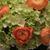 Bettina SF's profile image