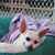 Lamb Bambi's profile image