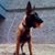 Arturo Piedras's profile image
