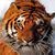 Rohn Thackston's profile image