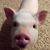 Bobby Wilmoth's profile image