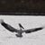 Debbie Bravenec's profile image