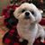 Mary Barnish Cerceo's profile image