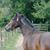 Suzanne Shepherd's profile image