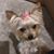 Colene Stines DeBruhl's profile image