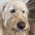 Lisa Russo Hewes's profile image