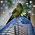 Janet Twesten's profile image
