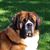 Hugo Verman's profile image