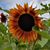 Carrie Puppo Tropea's profile image