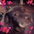 Abby Campbell Polacek's profile image