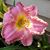 Gwendolyn Rose's profile image