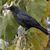 Sonia Hall Whidden's profile image