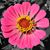Chrissa Cunningham's profile image